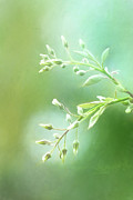 Dreaming of Spring - Painted Shad Buds Photograph by Anita Pollak