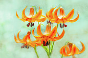 Dreams Come True Photograph by Marilyn Cornwell Dreams Come True Photograph by Marilyn Cornwell