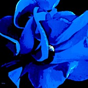 Dreamy  Blue  Cyclamen Photograph by Viva Anderson