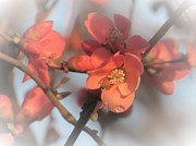 Dreamy Pale Pinks in Spring Photograph by Linda Stern