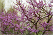 Dreamy Redbud Photograph by Amy Dundon