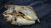 Dried fish on the net Photograph by Robert Bociaga