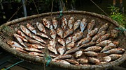 Dried fish Photograph by Robert Bociaga