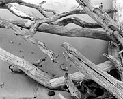 Driftwood 4, Big Talbot Island, 2006 Photograph by John Simmons Driftwood 4, Big Talbot Island, 2006 Photograph by John Simmons
