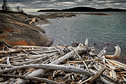 Driftwood Dilemma Photograph by Doug Gibbons Driftwood Dilemma Photograph by Doug Gibbons
