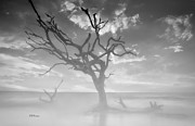 Driftwood in the Fog Photograph by DB Hayes