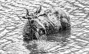 Dripping Moose Black And White Photograph by Dan Sproul Dripping Moose Black And White Photograph by Dan Sproul