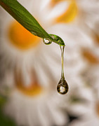 Drop Reflection Photograph by Pete Rems Drop Reflection Photograph by Pete Rems