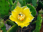 Drunken Bee on an Eastern Prickly Pear Photograph by Robert Banach
