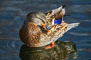 Duck Profile Photograph by Darren White