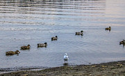 Ducks Photograph by Anamar Pictures Ducks Photograph by Anamar Pictures