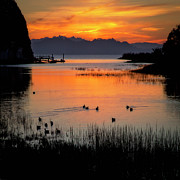 Ducks at sunrise, San Pablo Bay Photograph by Donald Kinney