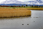 Ducks on a mountain lake Photograph by Brigitte Blanchette Thompson Ducks on a mountain lake Photograph by Brigitte Blanchette Thompson