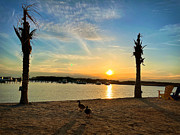 Ducks on the Beach Photograph by Chris Montcalmo