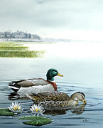 Ducks Swimming On Pond Painting by Don Balke
