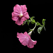 Duet in the Spotlight Photograph by Kevin Suttlehan Duet in the Spotlight Photograph by Kevin Suttlehan