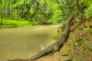 Duff Park Forest Canopy Photograph by Adam Jewell
