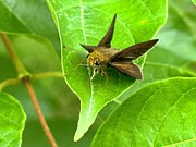 Dun Skipper Photograph by Catherine Wilson Dun Skipper Photograph by Catherine Wilson