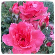 Dusty Rose Photograph by Wendy Golden