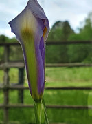 Dutch Iris Birthday Digital Art by Pamela Smale Williams Dutch Iris Birthday Digital Art by Pamela Smale Williams