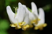 Dutchman's Breeches Photograph by Tana Reiff