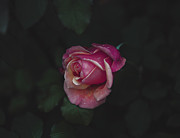 Dying Love Photograph by Abigail Diane Photography