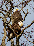 Eagle Expressions Photograph by Alyssa Tumale