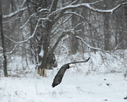 Eagle Flying in Snow Photograph by Robert Allen Hill Eagle Flying in Snow Photograph by Robert Allen Hill