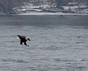 Eagle Going In Photograph by Robert Allen Hill