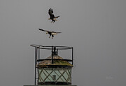 Eagles Lighthouse Descent Photograph by Bill Posner