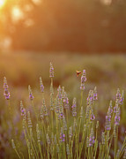 Early Bee Gets the Lavender Photograph by Kevin Anderson
