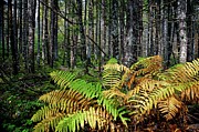 Early Fall Ferns on the Trail Photograph by Ronald Lutz Early Fall Ferns on the Trail Photograph by Ronald Lutz