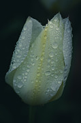 Early Spring Tulip Photograph by Rachel Morrison