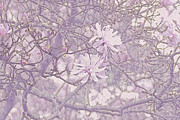 Early Star Magnolia Blooms Photograph by Bentley Davis