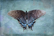 Eastern Black Swallowtail Butterfly Photograph by Amy Dundon