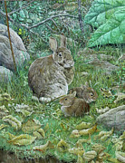 Eastern Cottontails  Painting by Barry Kent MacKay
