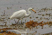 Eastern Great Egret 10 Photograph by Werner Padarin Eastern Great Egret 10 Photograph by Werner Padarin