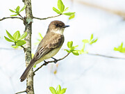 Eastern Phoebe in Spring Photograph by Kristia Adams