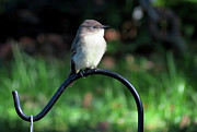 Eastern Phoebe  Photograph by Linda Stern