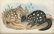 Eastern Quoll, Dasyurus viverrinus Drawing by John Gould