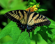 Eastern Tiger Swallowtail DIN0372 Photograph by Gerry Gantt Eastern Tiger Swallowtail DIN0372 Photograph by Gerry Gantt