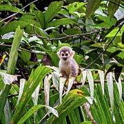 Ecuadorian squirrel monkey Photograph by Henri Leduc