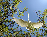 Egret Beauty Photograph by Melinda Hughes-Berland