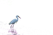Egret Exposed Digital Art by Kathleen Illes