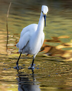 Egret in Local Hills of Jurupa Valley Digital Art by Laura Leatherwood