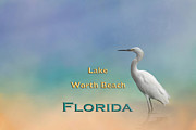 Egret Lake Worth Beach FL Mixed Media by Elisabeth Lucas