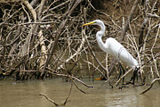 Egret Photograph by Laurie Lago Rispoli