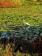 Egret Photograph by Leslie Brashear