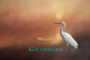 Egret Macon GA Mixed Media by Elisabeth Lucas