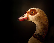 Egyptian Goose at Sunset Photograph by Mark Andrew Thomas Egyptian Goose at Sunset Photograph by Mark Andrew Thomas
